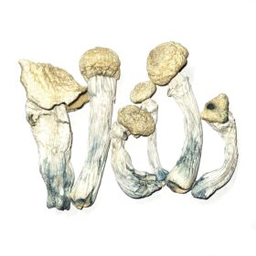 Penis Envy Mushroom