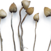 Psilocybe Semilanceata