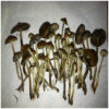 Dried Psilocybe Azurescens