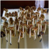 Psilocybe Cyanescens