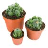 Peyote Cactus For Sale