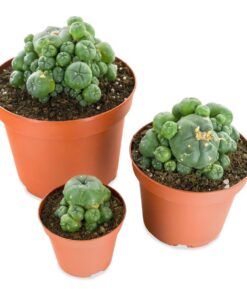 Peyote Cactus For Sale
